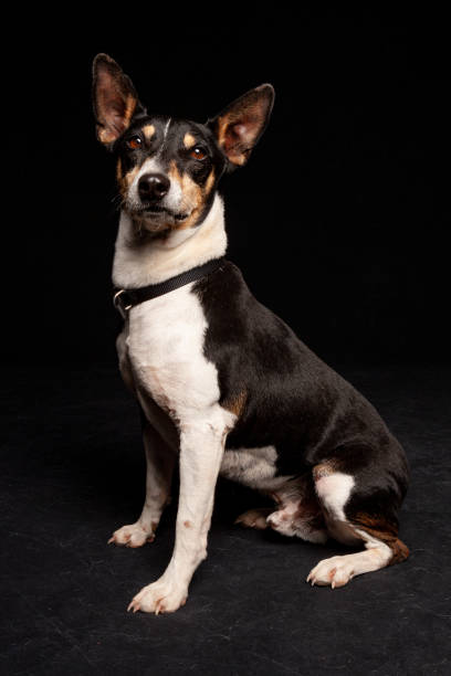 istock Mixed Breed chihuahua mix dog potrait with studio lighting sitting against a black background 1208067668