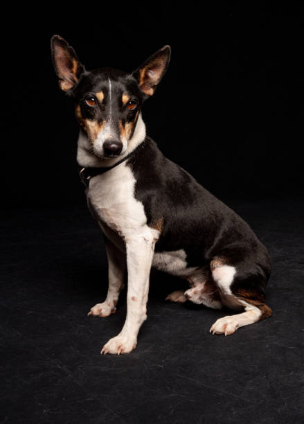 istock Mixed Breed chihuahua mix dog potrait with studio lighting against a black background 1208067670
