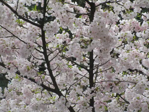 Pretty Cherry Blossom Flowers in Spring 2019
