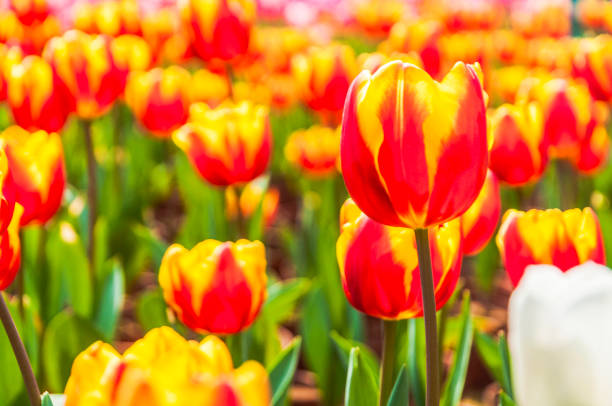 istock Tulip flower close up 1208068497