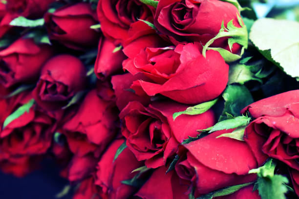 istock Fresh red roses,  flower dark backgrond. 1208070783