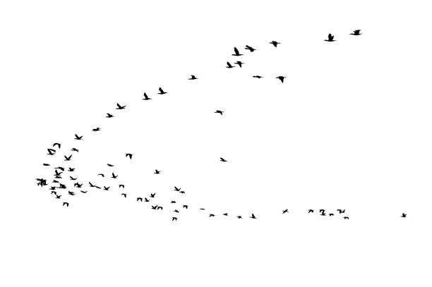 Bird cluster, isolated on white background stock photo