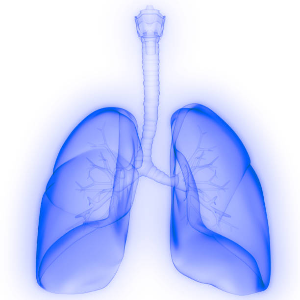 istock Lungs a Part of Human Respiratory System Anatomy X-ray 3D rendering 1208082249