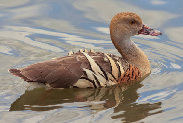 istock Plumed Whistling Duck - Dendrocygna eytoni 1208083974