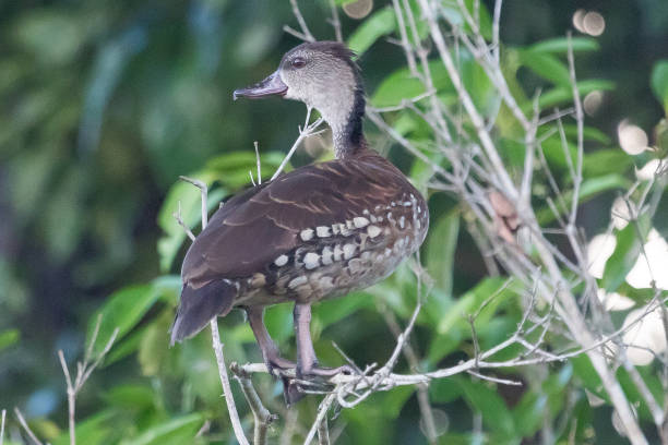 istock Spotted Whistling Duck - Dendrocygna guttata 1208084035