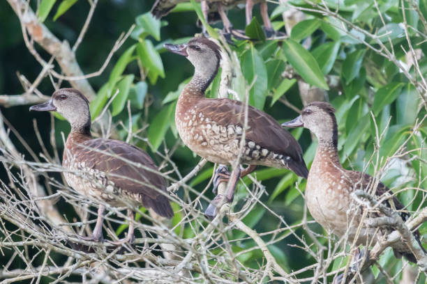 istock Spotted Whistling Duck - Dendrocygna guttata 1208084055