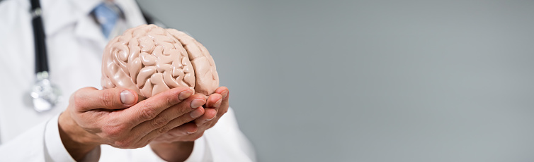 Close-up Of A Doctor's Hand Holding Human Brain Model