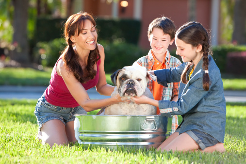 A beautiful mother, son and daughter family washing their pet dog, a bulldog outside in a metal tub.