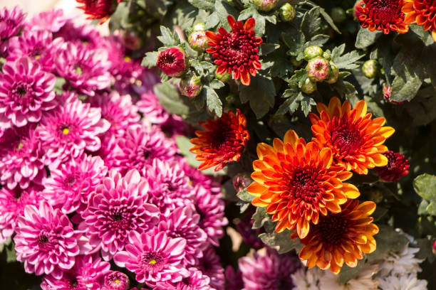 istock close up photo chrysanthemum flowers 1208091204