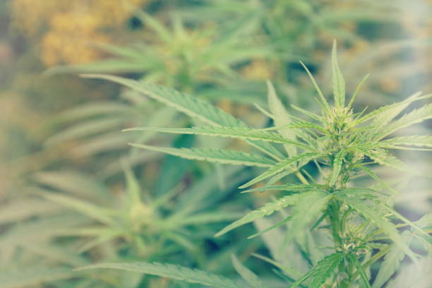 istock Marijuana Leaves on Plant 1208091351