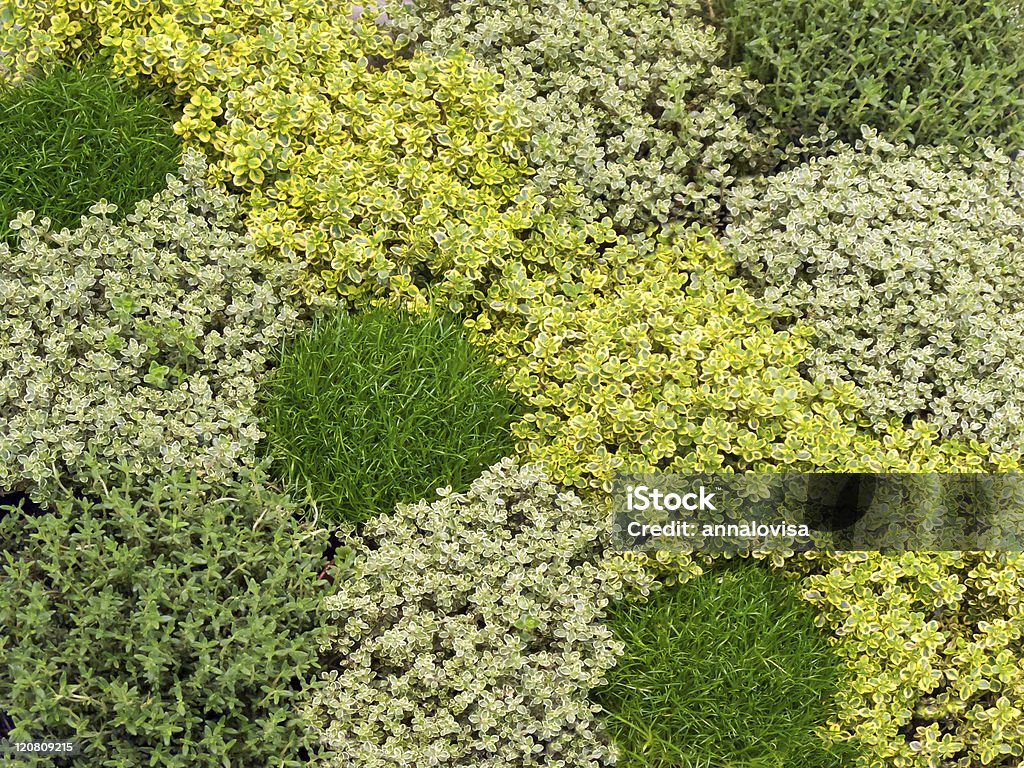 Thyme  Lemon Thyme Stock Photo