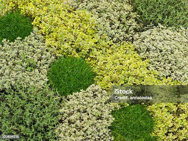 Thyme Stock Photo - Download Image Now - Lemon Thyme, Herb, Homegrown Produce