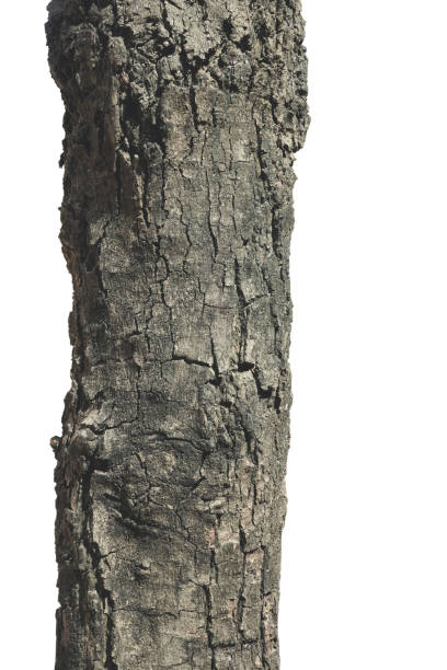istock Bark of Tree Texture Hi Resolution Isolated on White Background. 1208092257