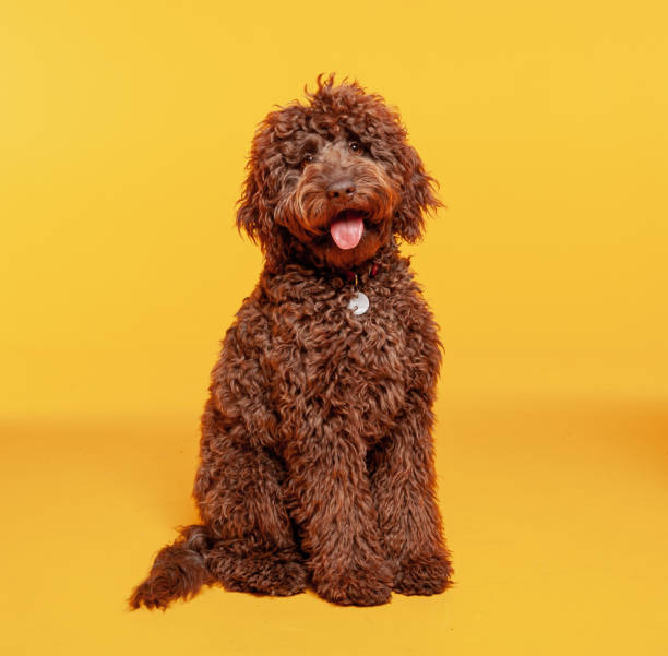 Portrait of a brown Labradoodle dog in a photo studio with a yellow background Portrait of a brown curly hair Labradoodle dog sitting and looking at the camera in a photo studio with a yellow background labradoodle stock pictures, royalty-free photos & images