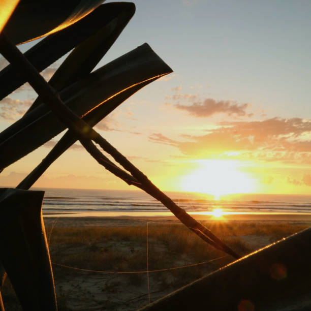istock Palm fronds silhouetted by the rising sun over a beach scene. 1208092341
