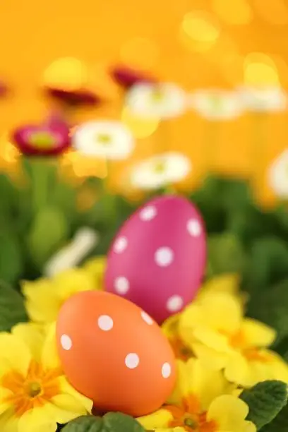 Easter holiday.Easter eggs and spring flowers.Orange and pink easter eggs in yellow primulas and white daisies flowers on an orange background with golden bokeh.