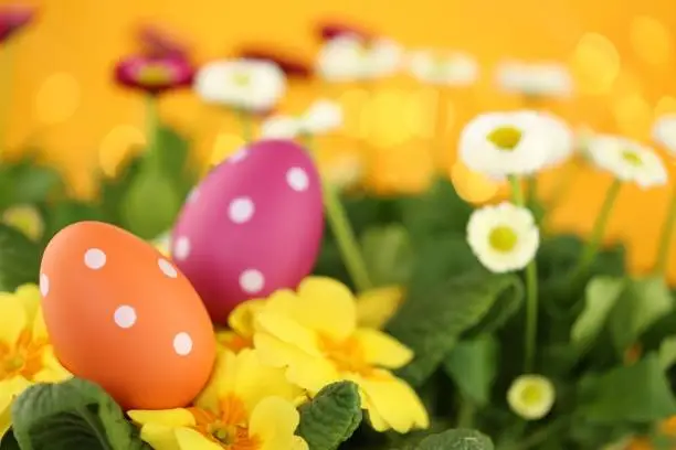 Easter holiday.Easter eggs and spring flowers.Orange and pink easter eggs in yellow primulas
