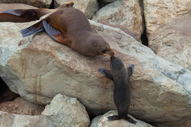 istock Mother and baby seal 1208093219