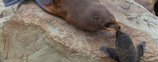 istock Mother and baby seal 1208093884