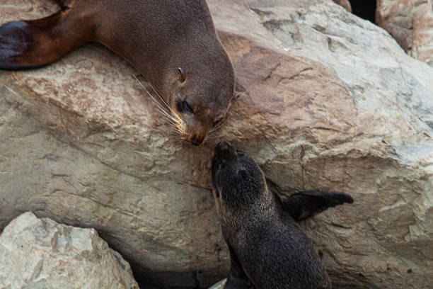 istock Mother and baby seal 1208094033