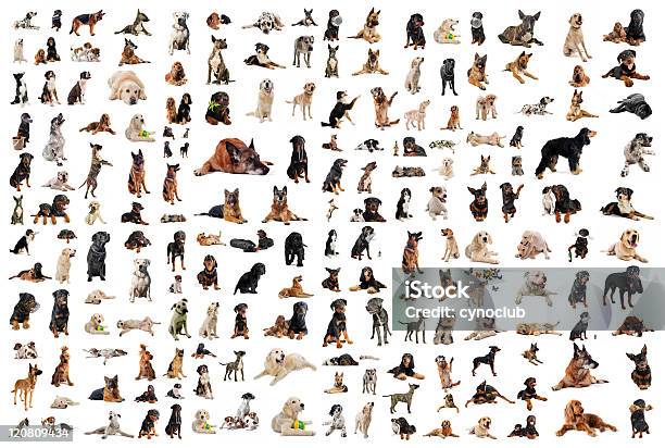 Group Of Dogs Stock Photo - Download Image Now - White Background, Dalmatian Dog, Golden Retriever