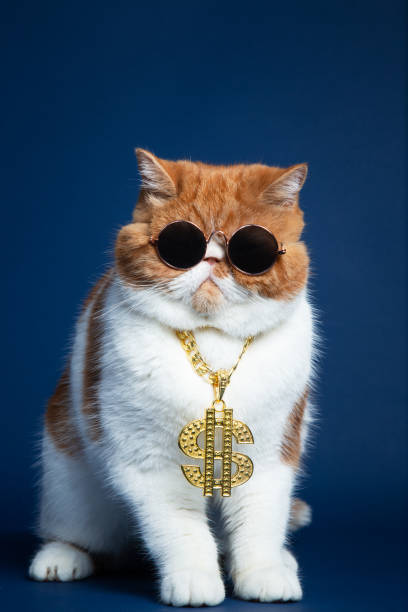 istock Studio Shot of Garfield Cat 1208094886