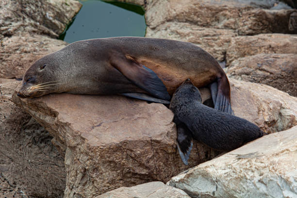 istock Mother and baby seal 1208094939