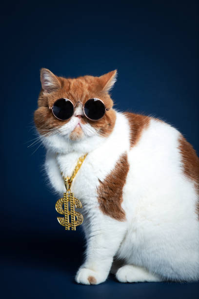 istock Studio Shot of Garfield Cat 1208094982