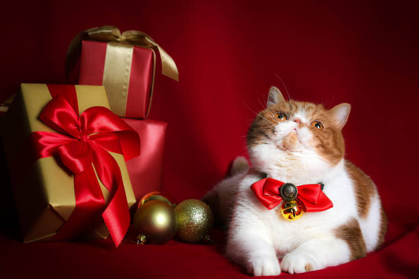istock Studio Shot of Garfield Cat 1208095036