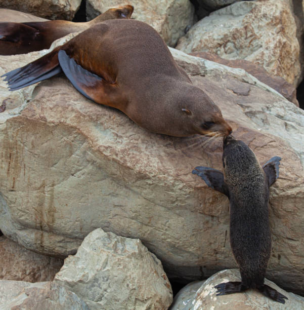 Mother and baby seal