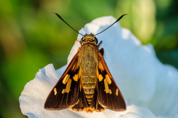 istock Skipper on a flower in a garden 1208095284
