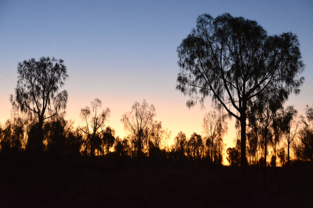 istock Dusk on the desert, Northern territory, Australia 1208096454
