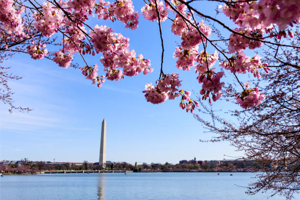 istock Tidal Basin in Springtime, View of Washington Monument with cherry blossom in foreground, Washington DC 1208097279