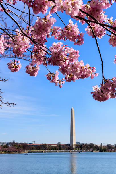 istock The Washington Monument framed by cherry blossoms, Washington DC 1208097281