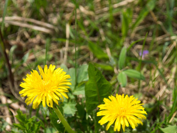 istock Yellow dandelion flowers in spring in the park 1208097337