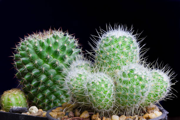 istock Closeup cactus isolate on black background detail narure art 1208101832