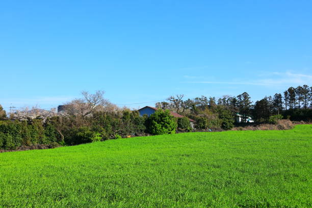istock Cherry blossoms, pastures, fields, cherry trees, plums, rape blossoms, villages, 1208103255