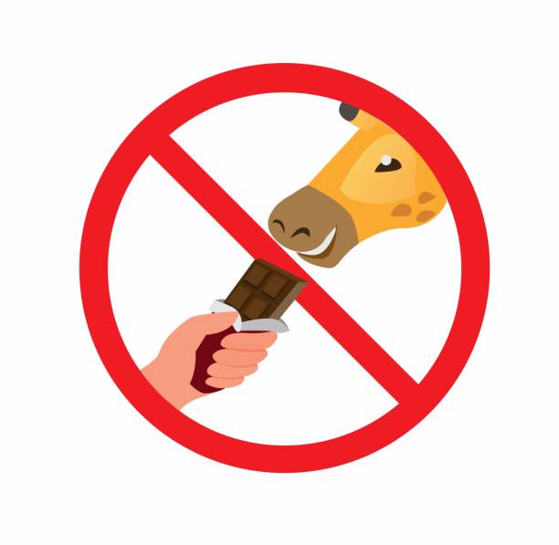 kein futter auf tierzeichen, hand halten schokolade bar geben giraffe verbot im zoo oder park in cartoon flache illustration vektor - no eating sign law eating stock-grafiken, -clipart, -cartoons und -symbole