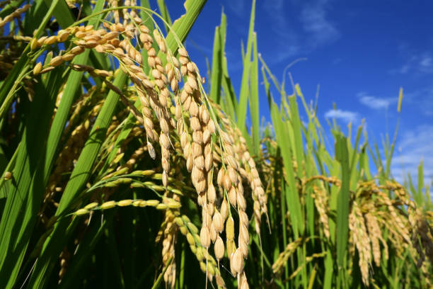 istock Rice filed, the harvest season 1208104444