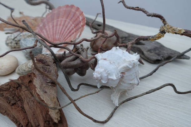 istock Interior decoration composed of shells Driftwood pebbles twisted branch Design 1208106514