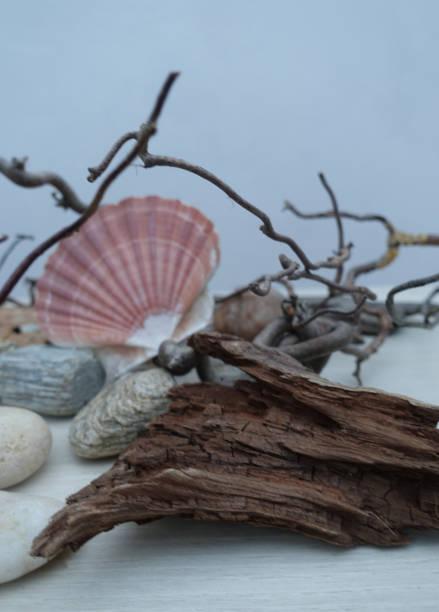 istock Interior decoration composed of shells Driftwood pebbles twisted branch Design 1208106517