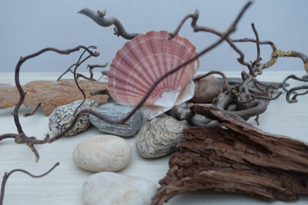 istock Interior decoration composed of shells Driftwood pebbles twisted branch Design 1208106518