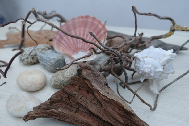 istock Interior decoration composed of shells Driftwood pebbles twisted branch Design 1208106531