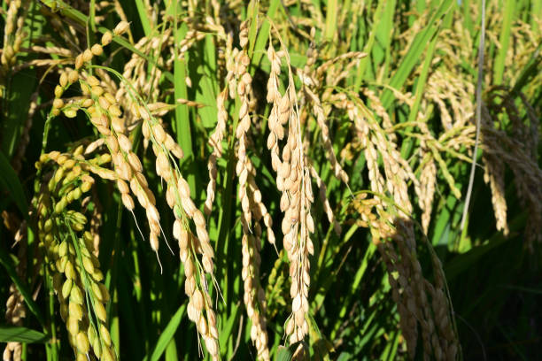 istock Rice filed, the harvest season 1208107614