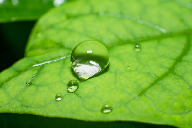istock Close up water drops on green leaf. 1208108311