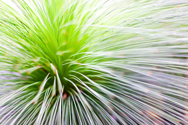 istock Think and long leaves of a palnt macro clse up 1208109022