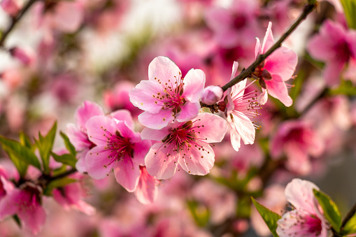 Beautiful peach tree flowers close-up on green nature blur background