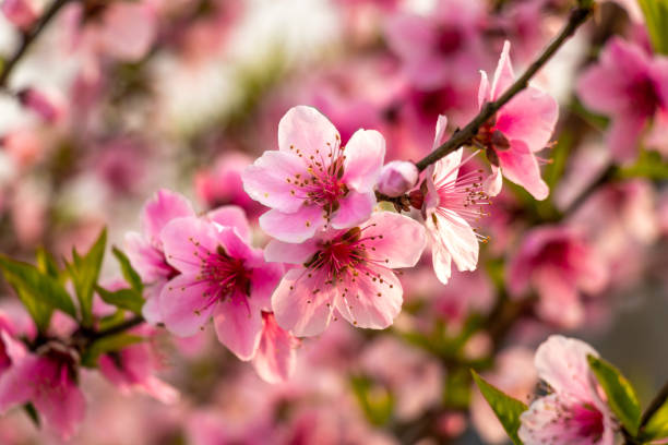 Beautiful peach tree flowers close-up on green nature blur background Beautiful peach tree flowers close-up on green nature blur background peach tree stock pictures, royalty-free photos & images