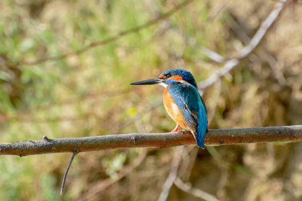 istock European bee-eater (Merops apiaster) in natural habitat 1208112416