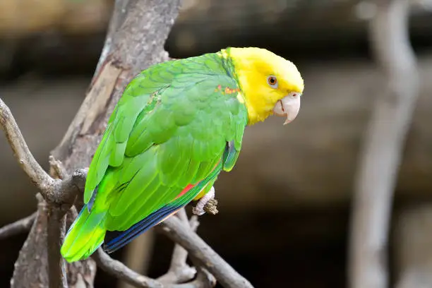 Photo of Close up of the yellow-headed parrot, otherwise known as the yellow-headed amazon. A popular pet species from south america on the endangered list of birds.